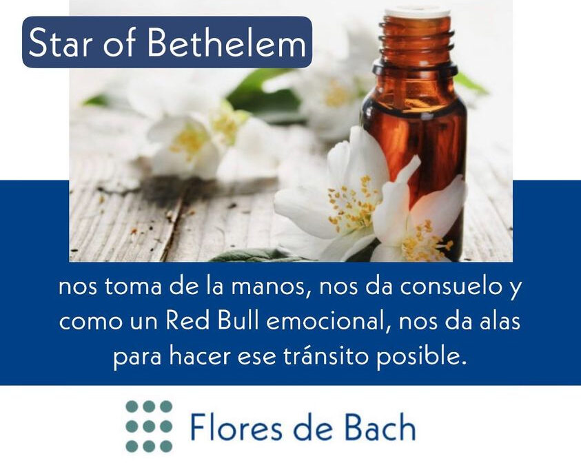 Star of Bethelem