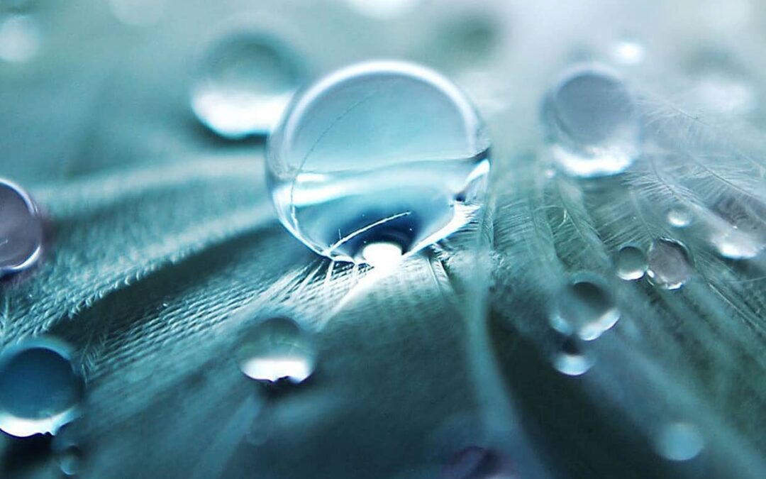 Water violet